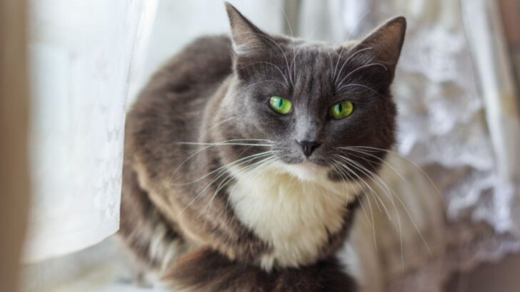 24 Stunning Gray And White Cat Breeds You’ll Fall In Love With (Complete List With Pictures)