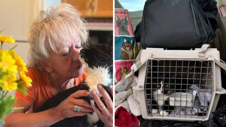 Family Reunites With Their Missing Cat After 2 Years And A 1000 Miles