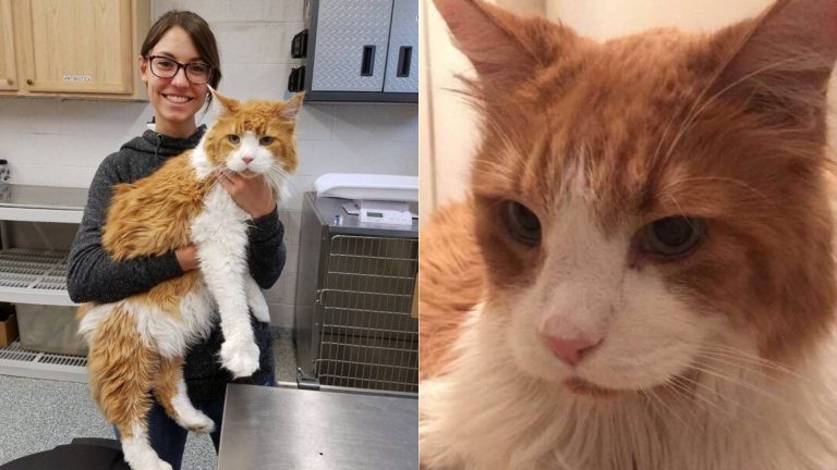 woman holding giant cat