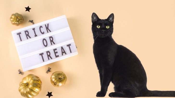 Halloween Foods You Should Never Share With Your Cat