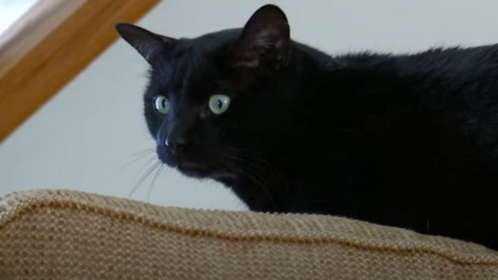 Hero Black Cat Saves His Family From Carbon Monoxide Poisoning
