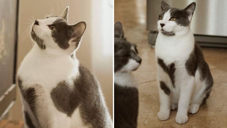 kitten with heart shaped markings