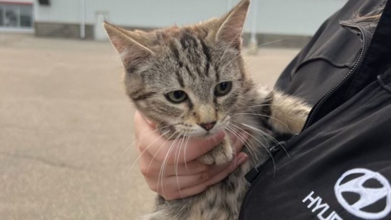 mechanic with cat