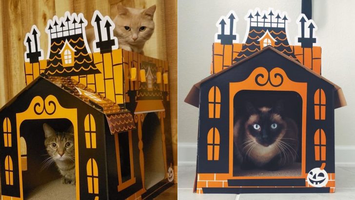 Mini Haunted Houses For Cats From Target To Light Up The Halloween Season