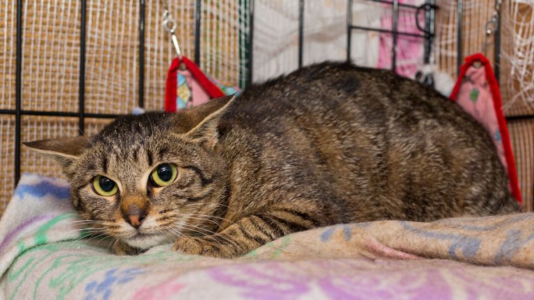 cat laying on the cat bed