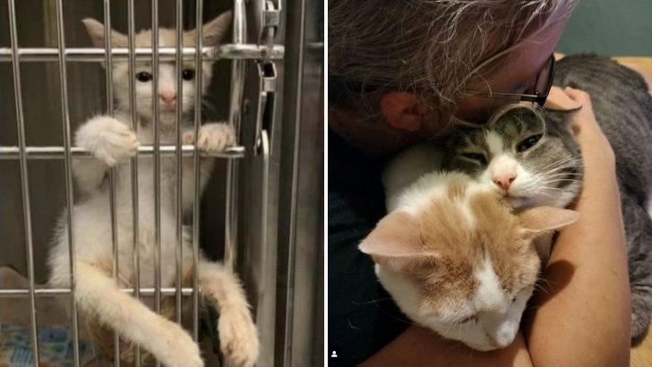 Paralyzed Kitten Climbs Up The Kennel Door Begging For Love