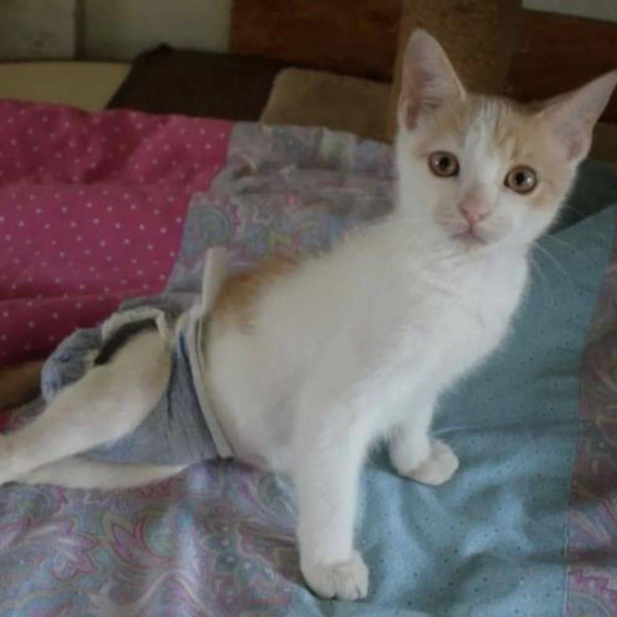Paralyzed Kitten on the bed