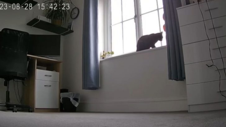 Camera Captures Cat’s Adorable Reaction To Her Owners Coming Home
