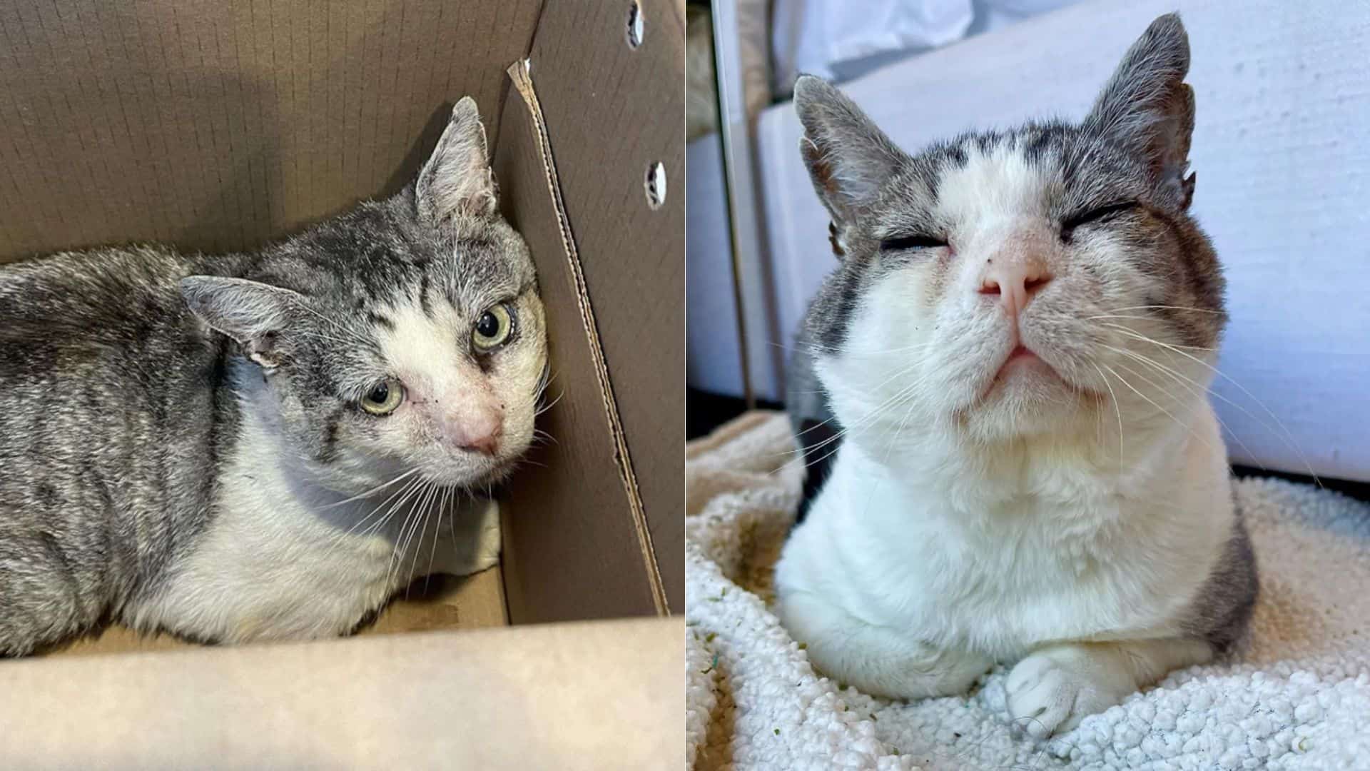 cat laying in a box