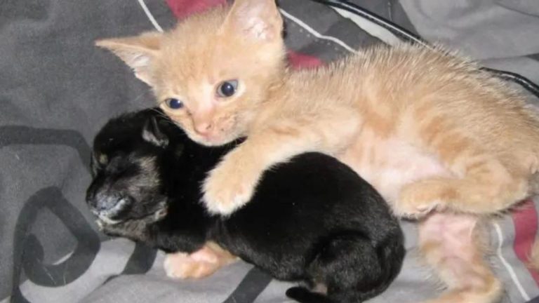 a cat hugs an orphaned puppy