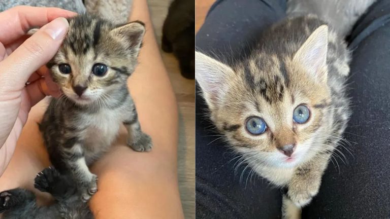 Rescued Kitten Insists On Being Close To His Human