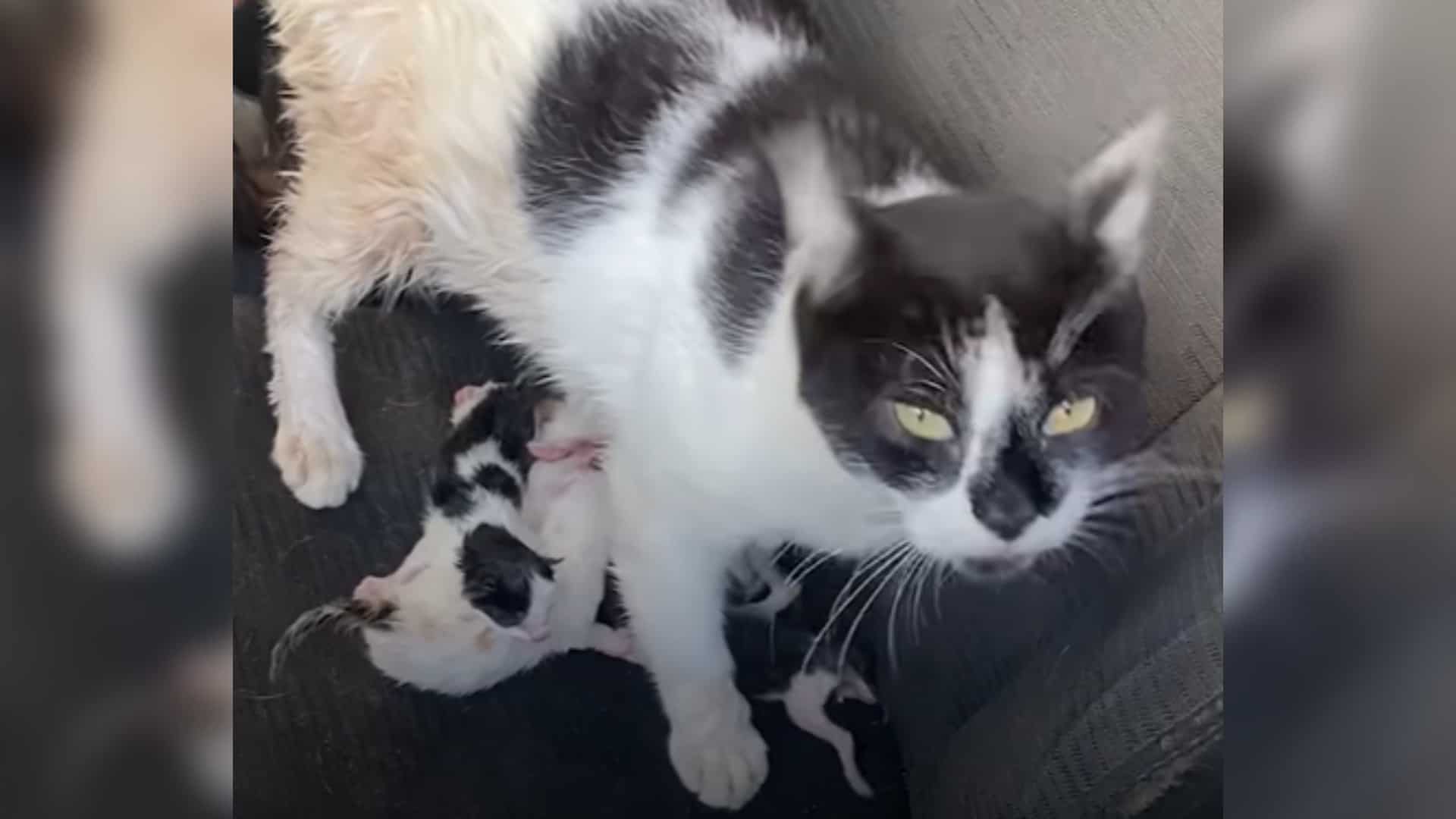 stray cat and kittens in a jeep