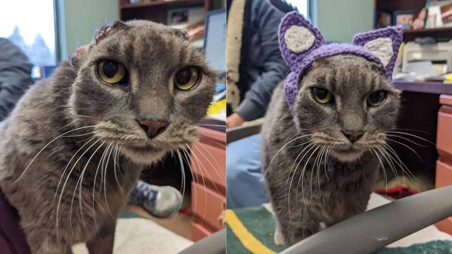 Stray Cat Loses Ears To An Infection
