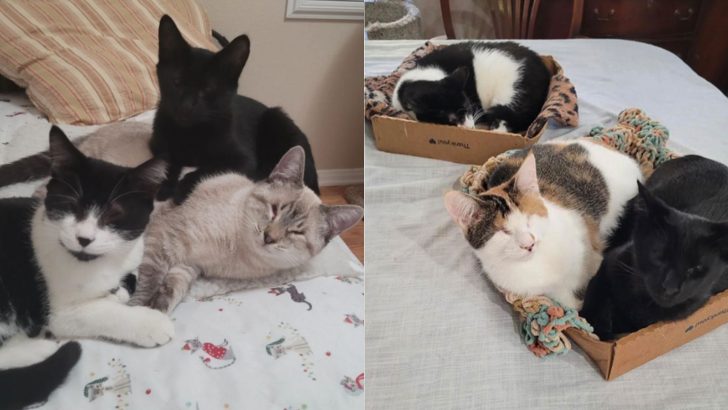 Three Blind Sibling Kittens Find A Forever Home Together