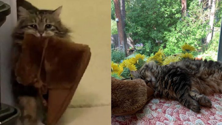 This Adorable Tabby Cat Brings Slippers To His Owner Every Day