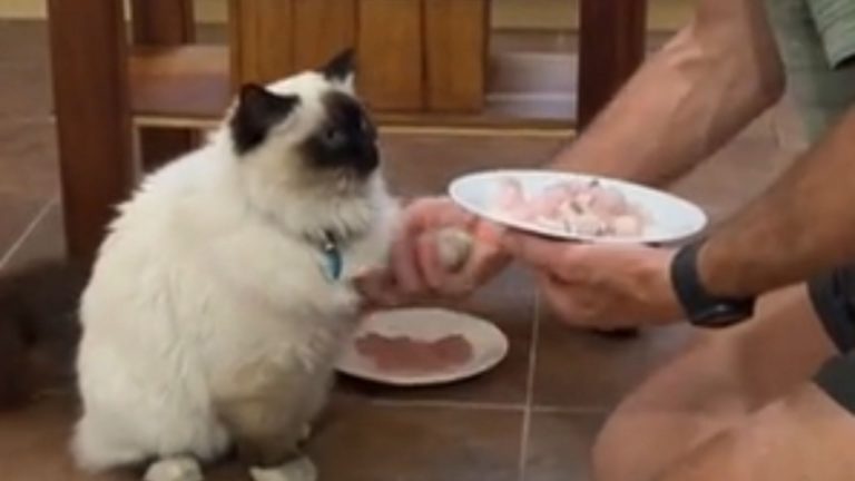 man teaching cat to act like a dog