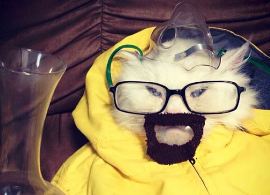 This Cat Is Dressed Like Breaking Bad's Walter White