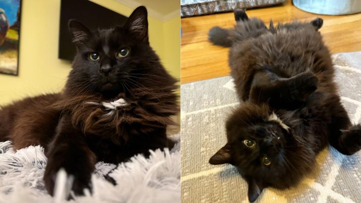 This Cat’s Appearance Scared Off His Adopters, But He Proved To Be The Nicest Cat Ever