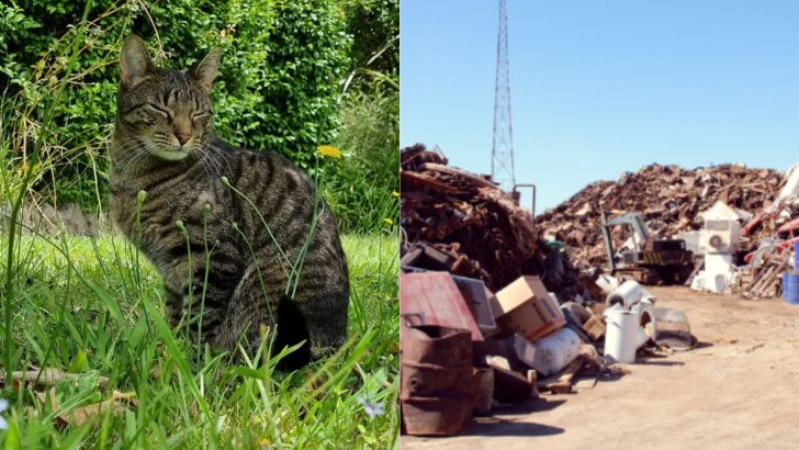 This Family Was Heartbroken When Their Tabby Cat Went Missing, But They Never Lost Hope