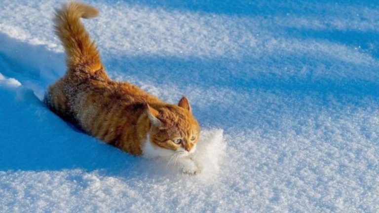 cat running trough snow