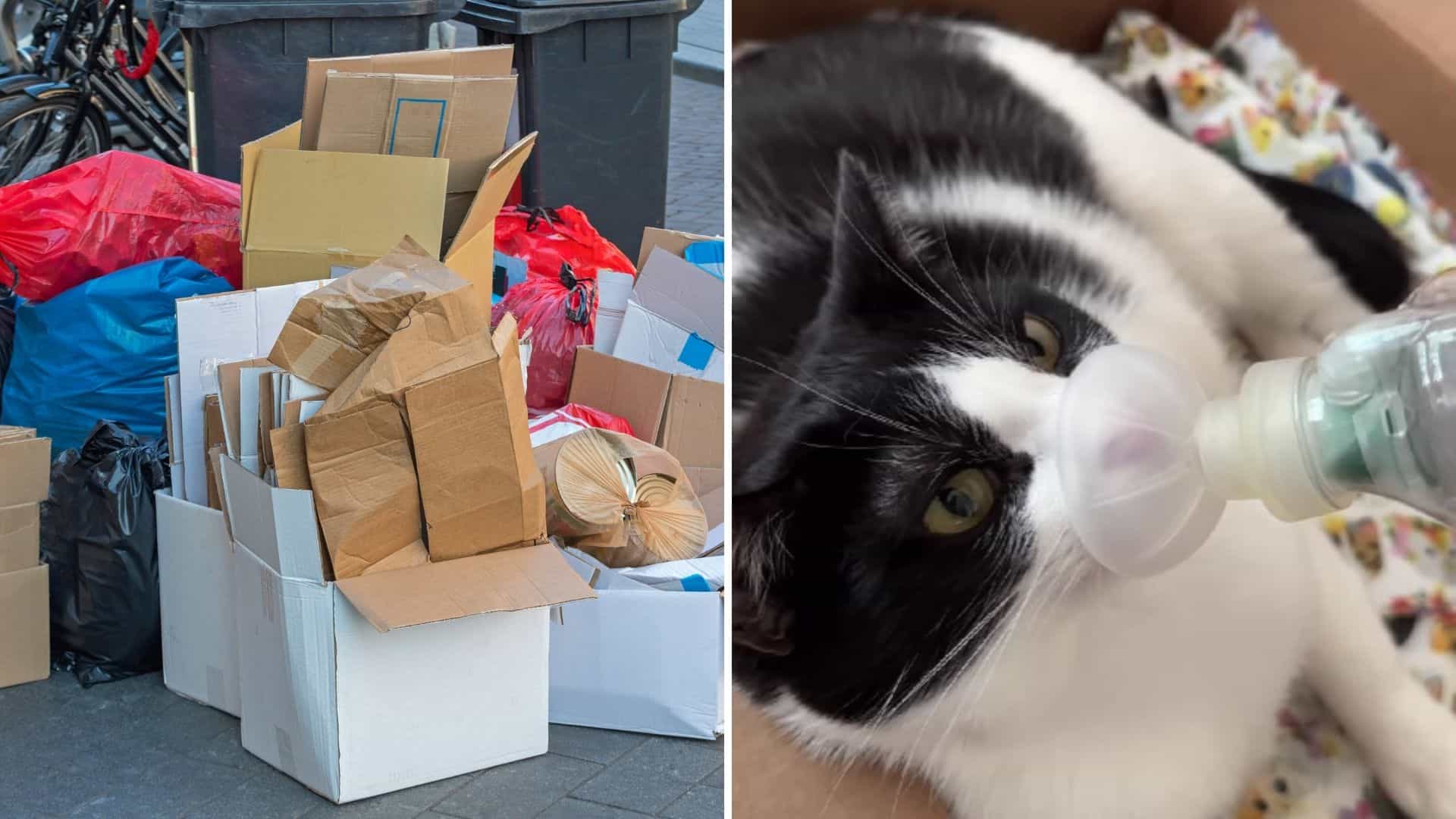 cute black and white cat