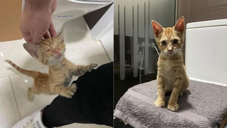 Man Finds A Tiny Kitten In A Bus Engine Who Changes His Life