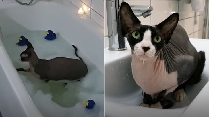 This Sphynx Cat Is Obsessed With Water And He Can’t Resist A Splash