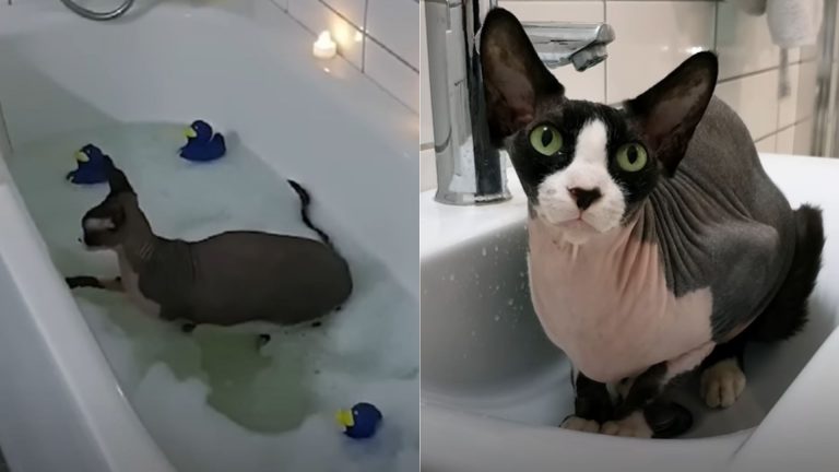 cat taking a bath