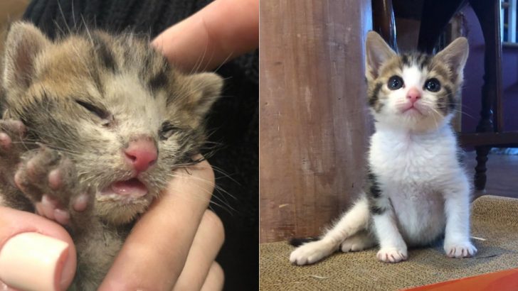 Tiny Kitten Found Barely Breathing Proves To Be A Fighter