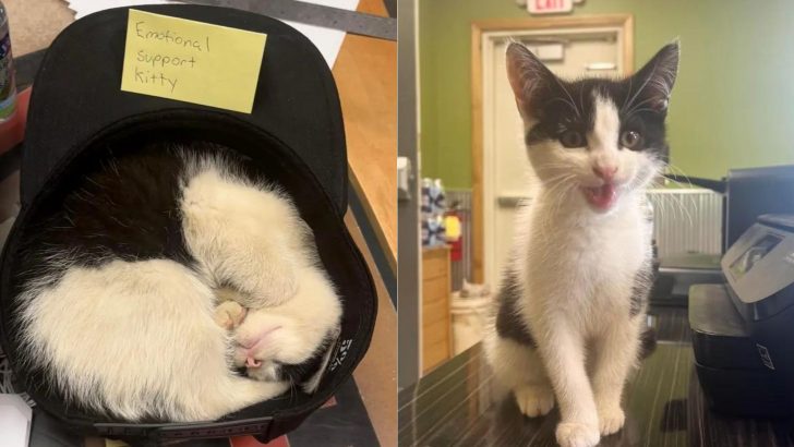 Tuxedo Kitten Follows Two Brothers And Becomes A Part Of Their Family