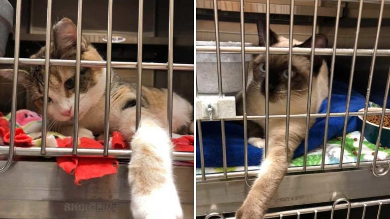 two feral cats in kennels