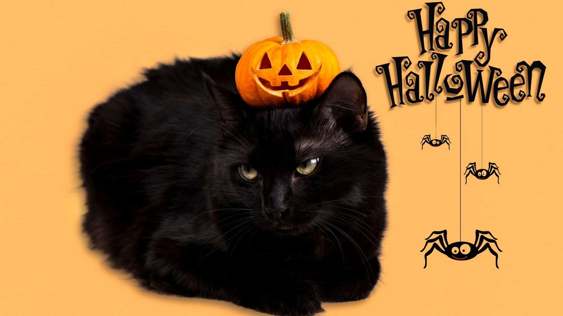 Why Are Black Cats Associated With Halloween? Mystery Solved!