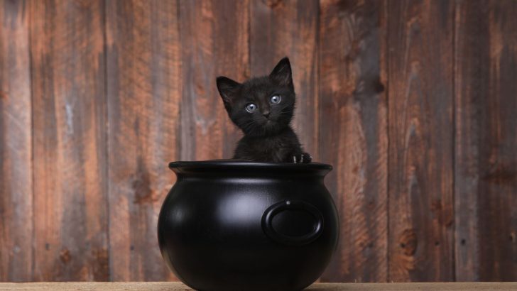 Wonder What’s Behind The Whole Black Cat Halloween Myth? Here’s The Fascinating Story!