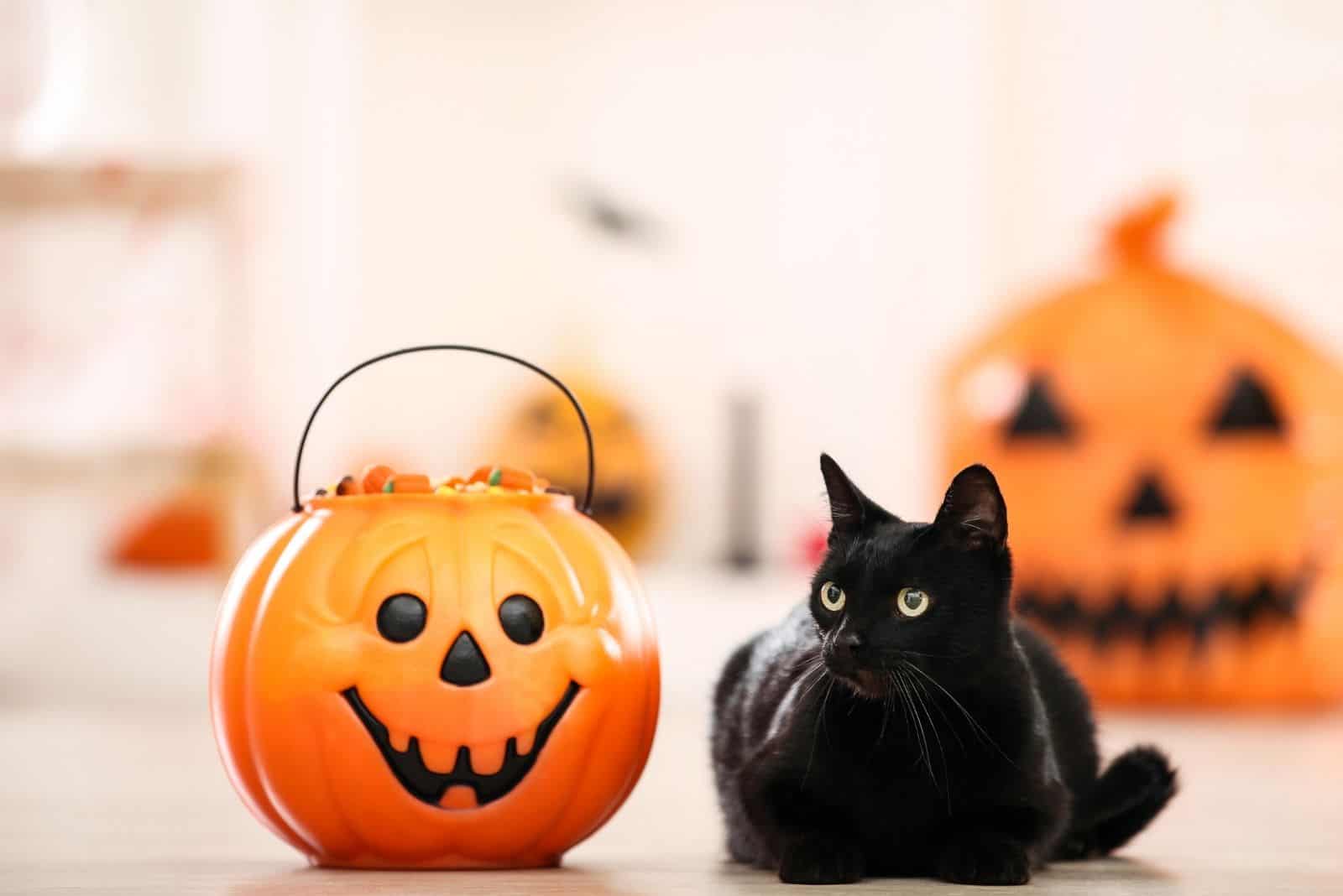 a black cat next to a bowl of pumpkin