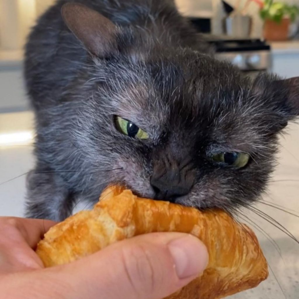 a cat bites a croissant out of a man's hand