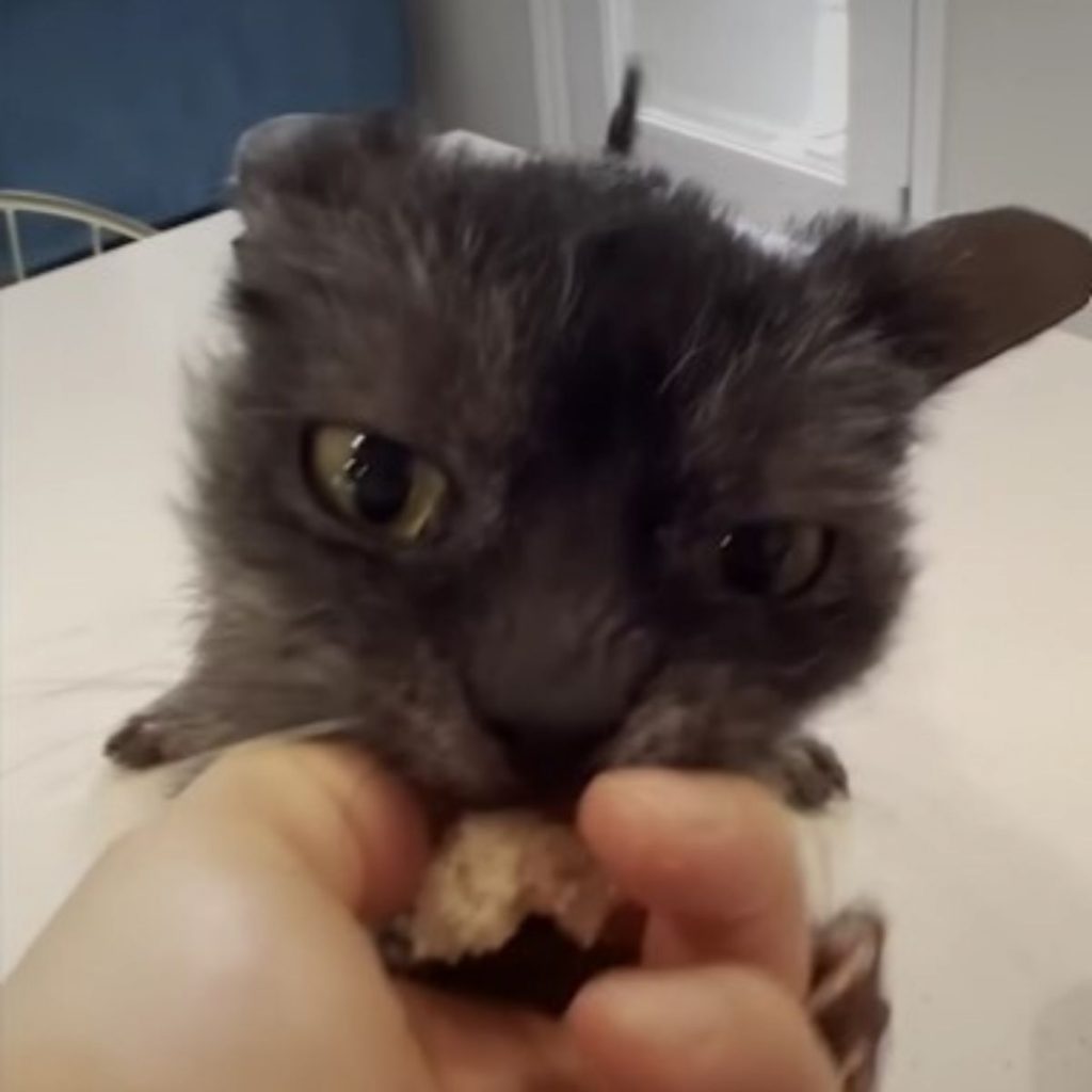 a cat eats bread from a man's hand