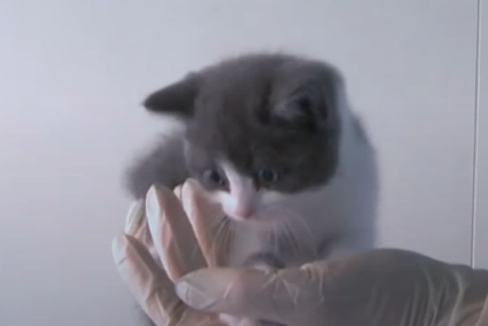 a cat sniffs the hand of a woman wearing gloves