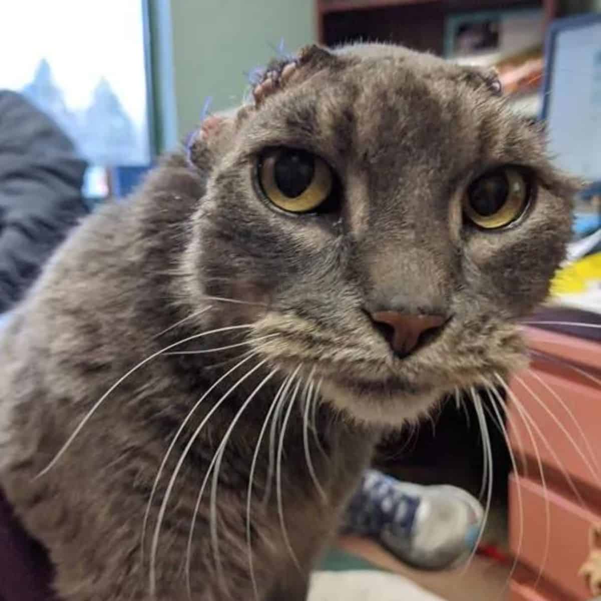 a cat that lost its ears due to an infection