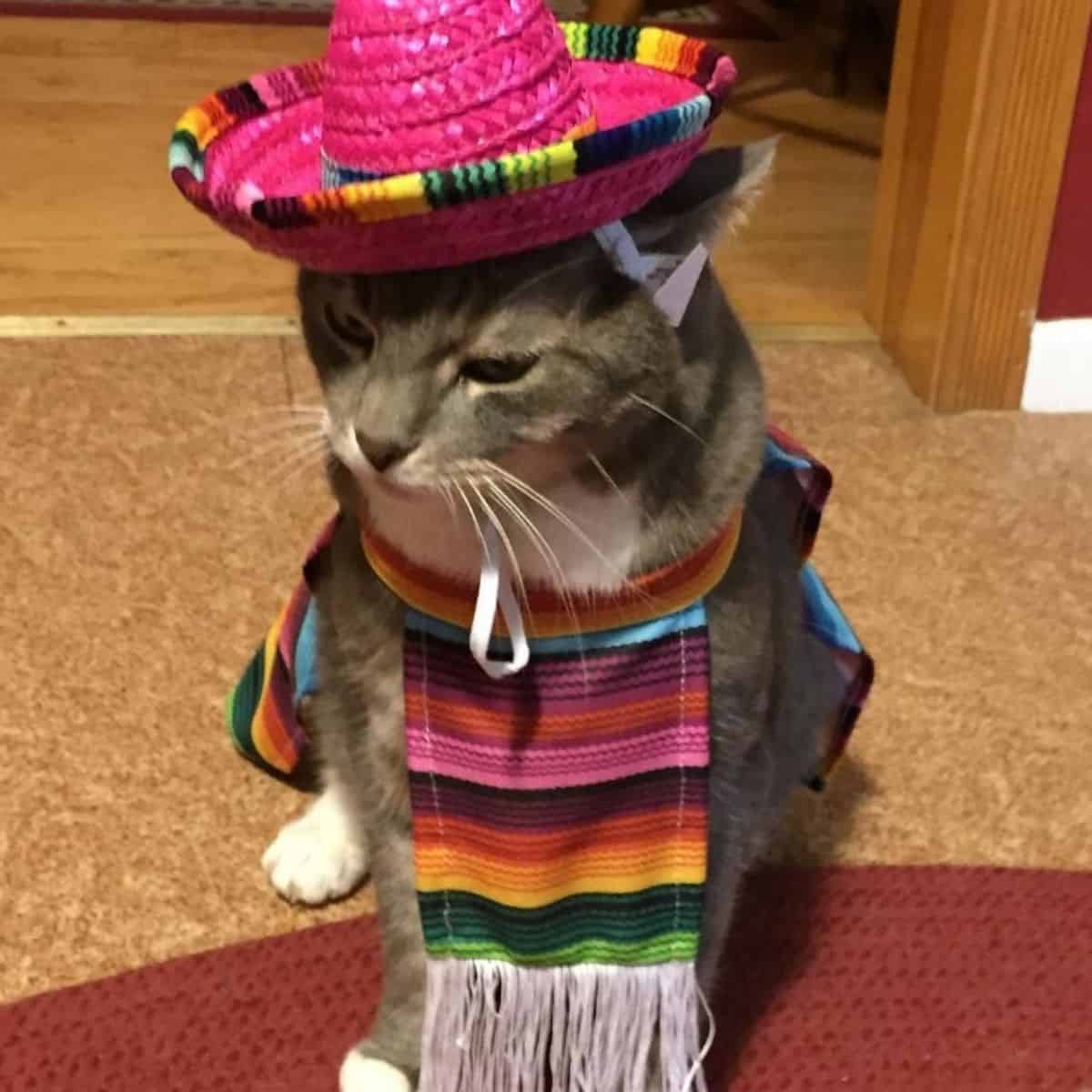 a cat with a colorful hat and a scarf around its neck
