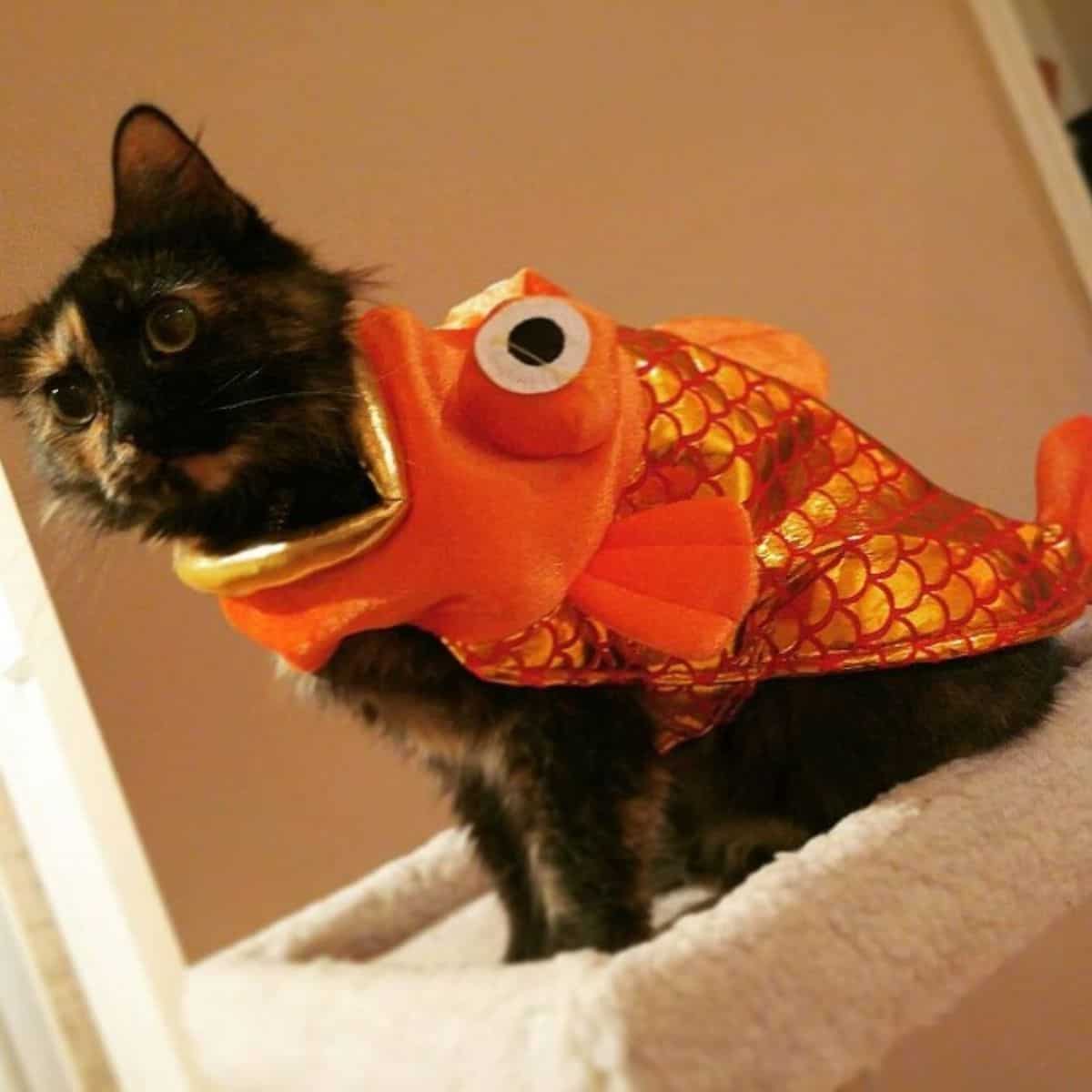 a cat with a fish mask