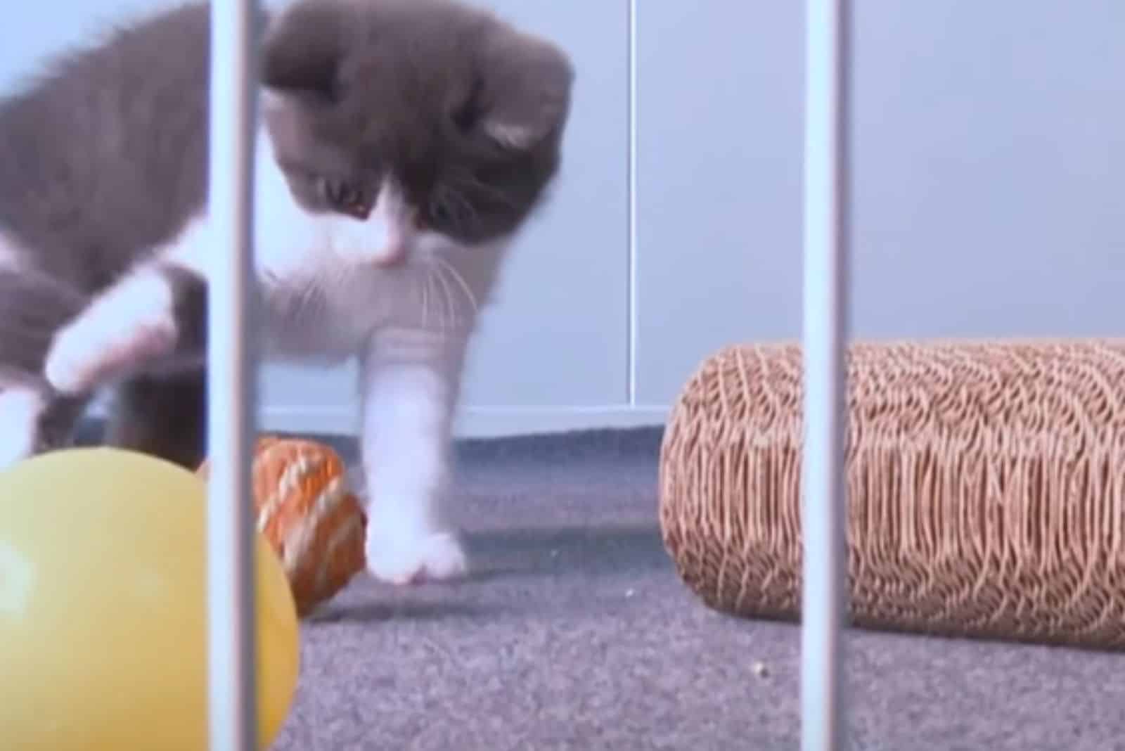 a gray and white kitten is playing with a ball