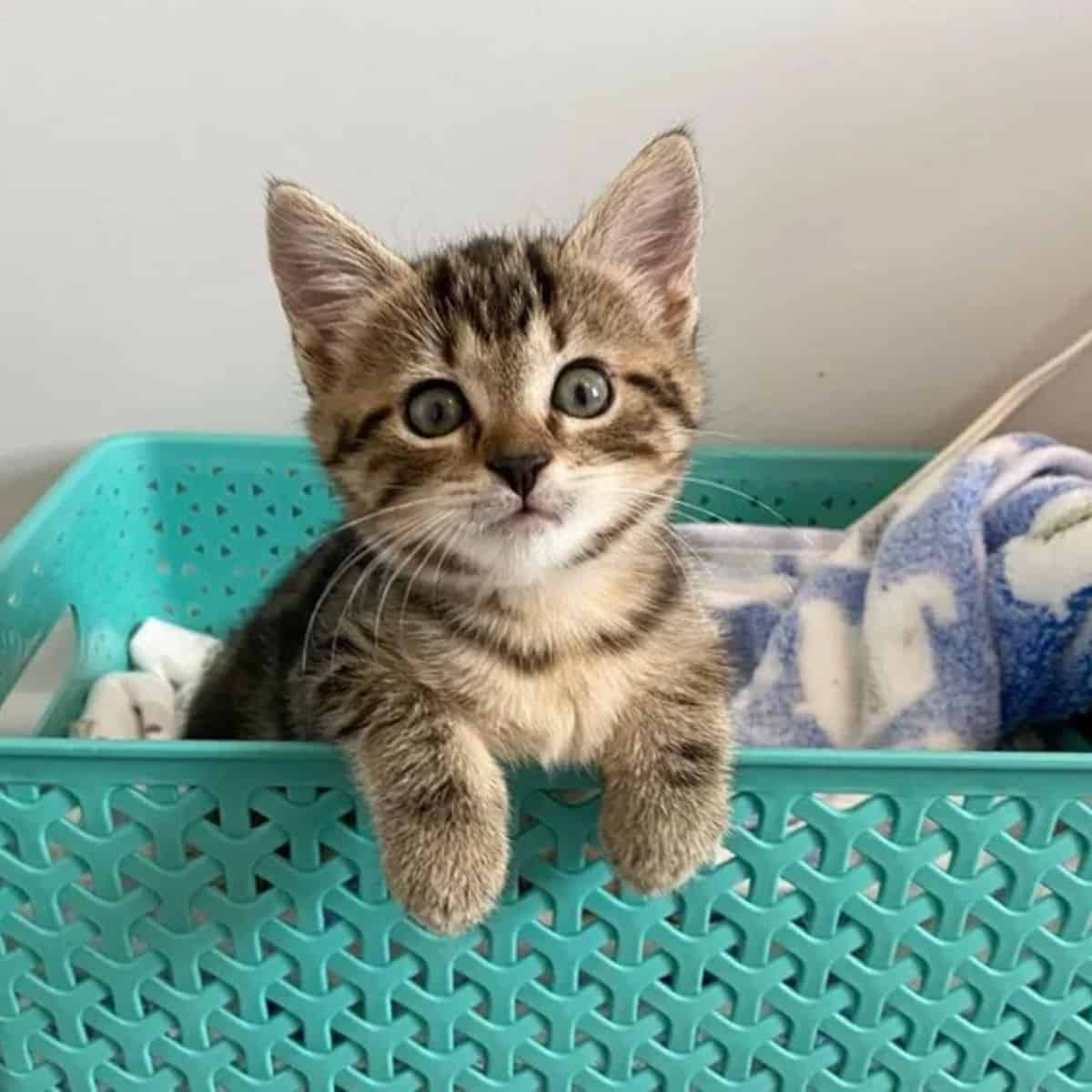 a kitten leaning on a basket is looking at the camera