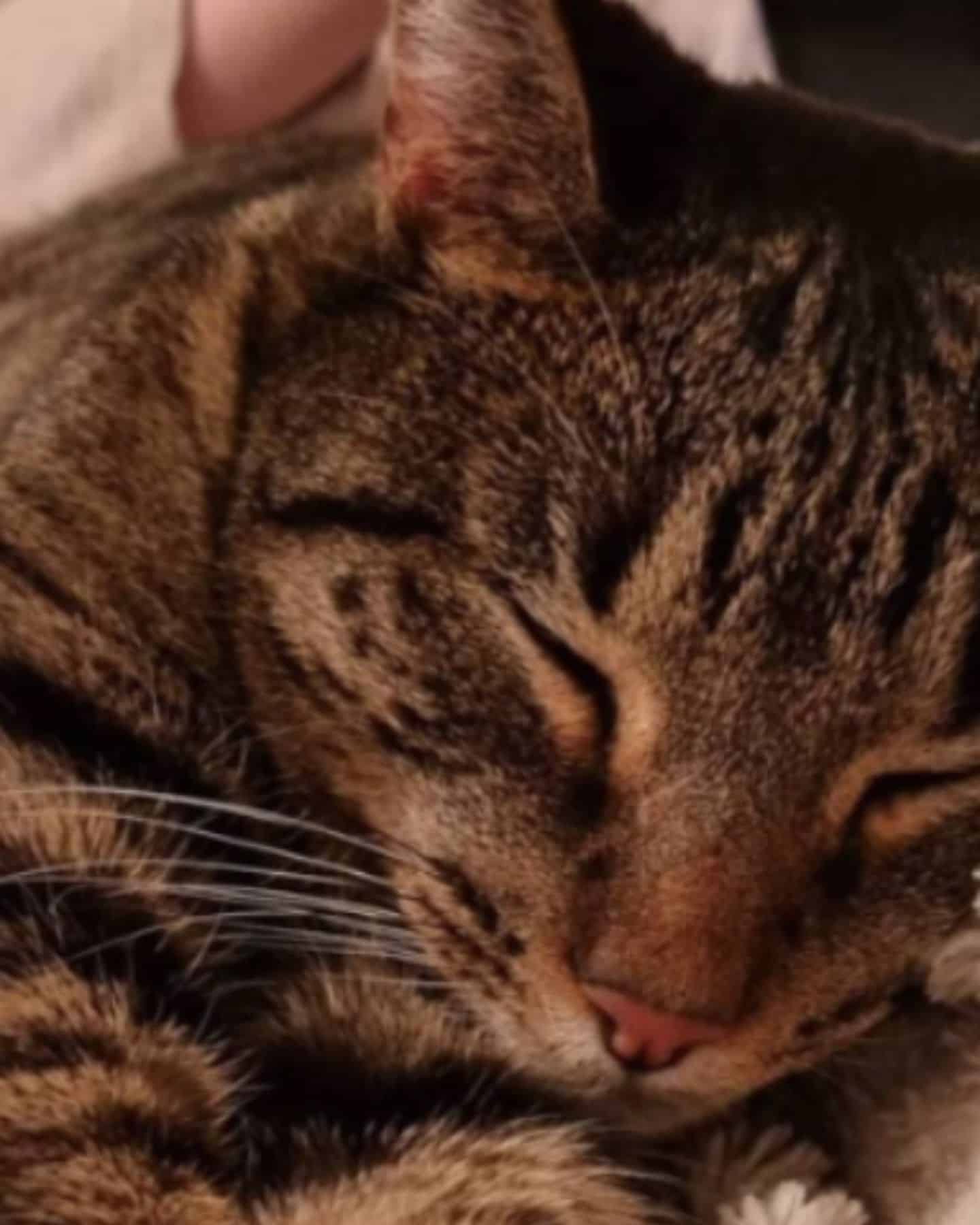 a tabby cat with closed eyes