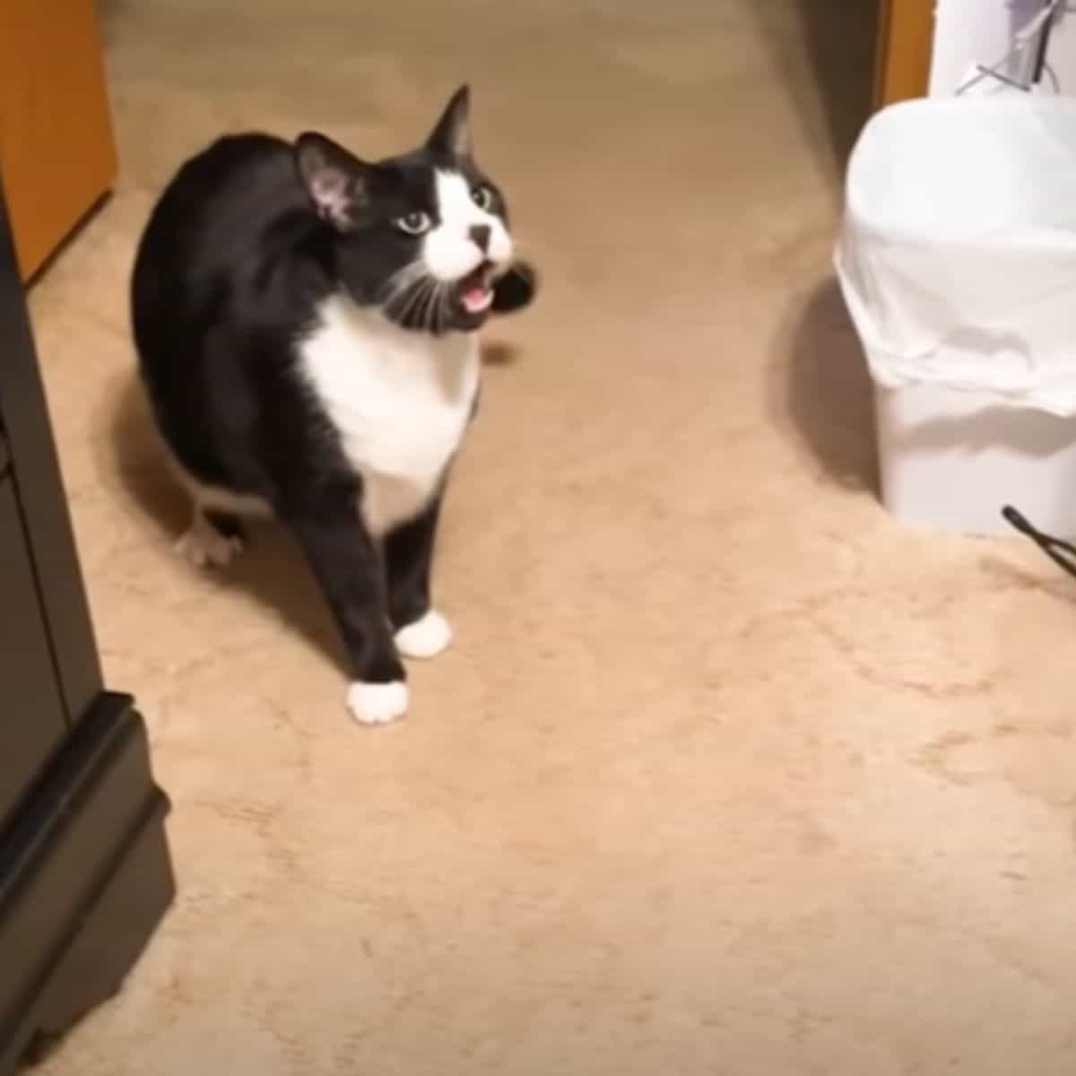 black and white cat meowing