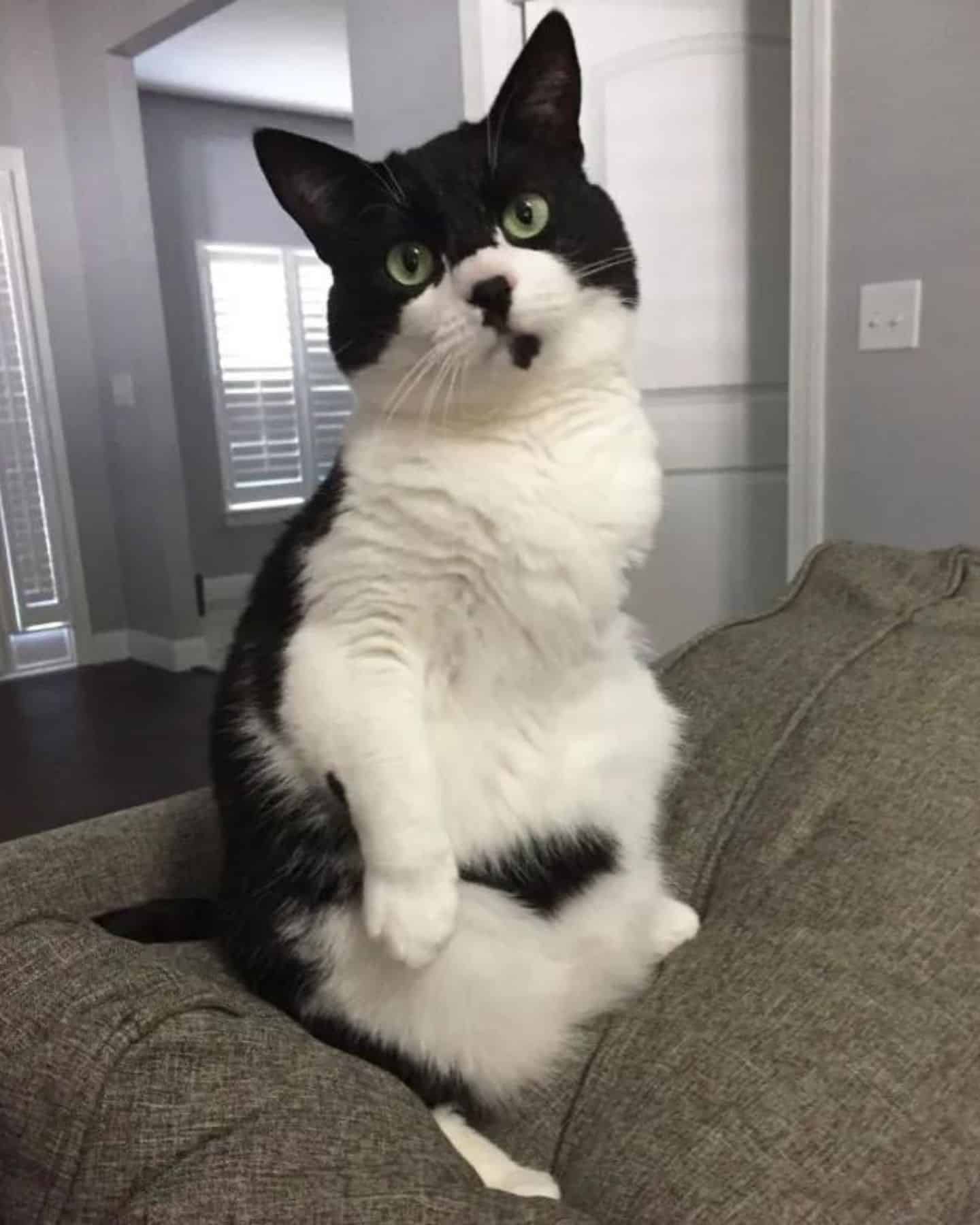 black and white cat standing