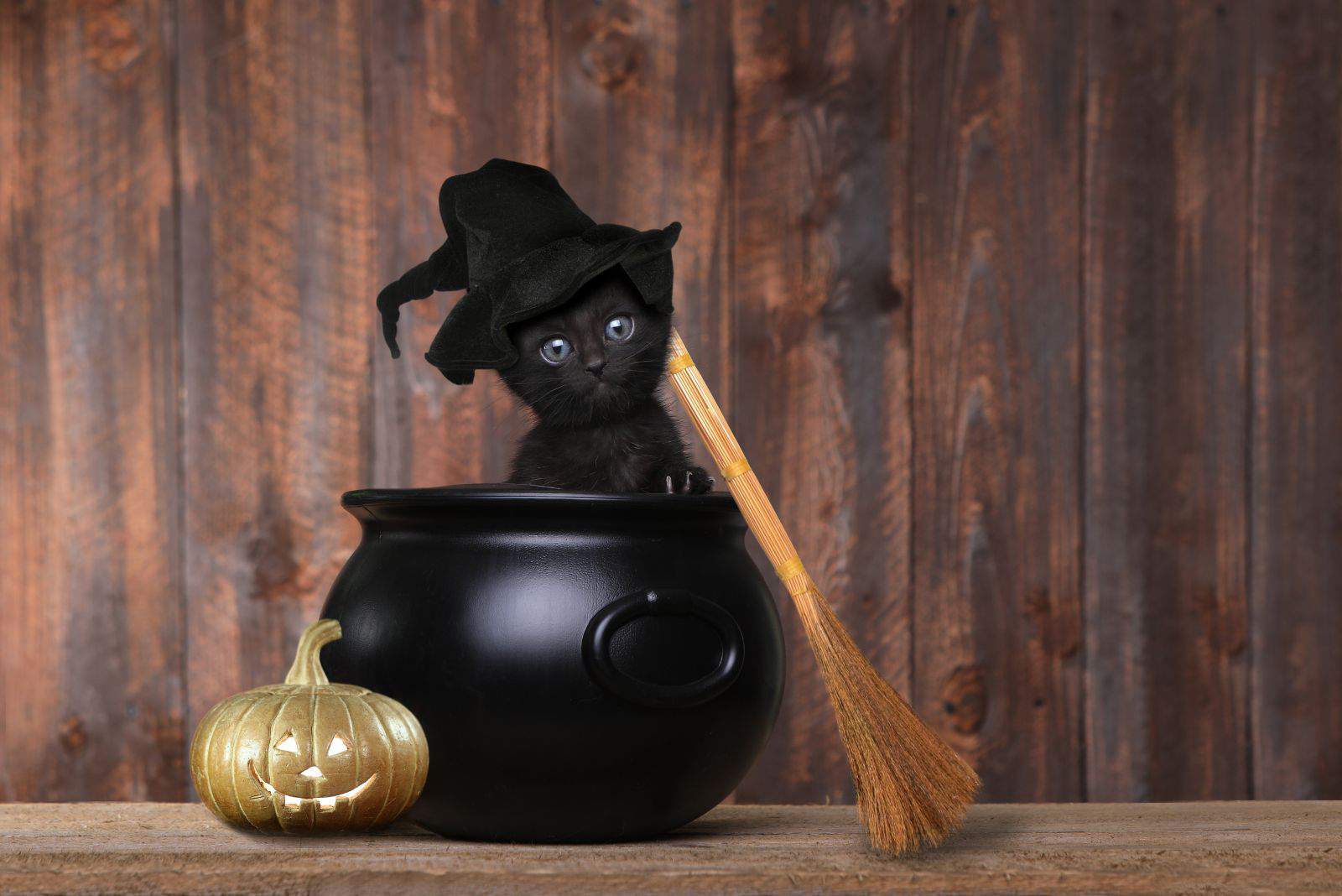 black cat in a black pot