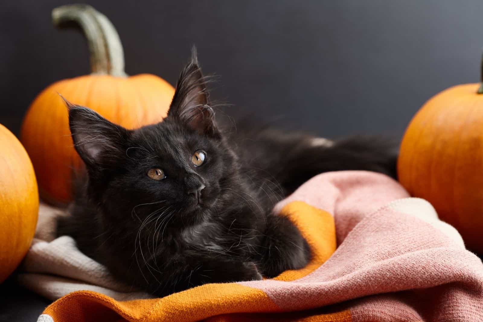 black cat laying near pumpkins