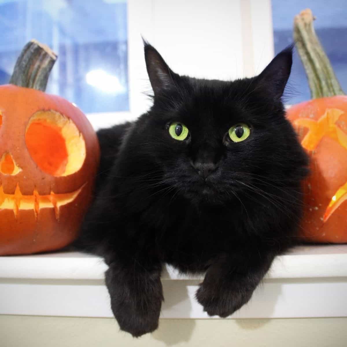 black cat near pumpkins