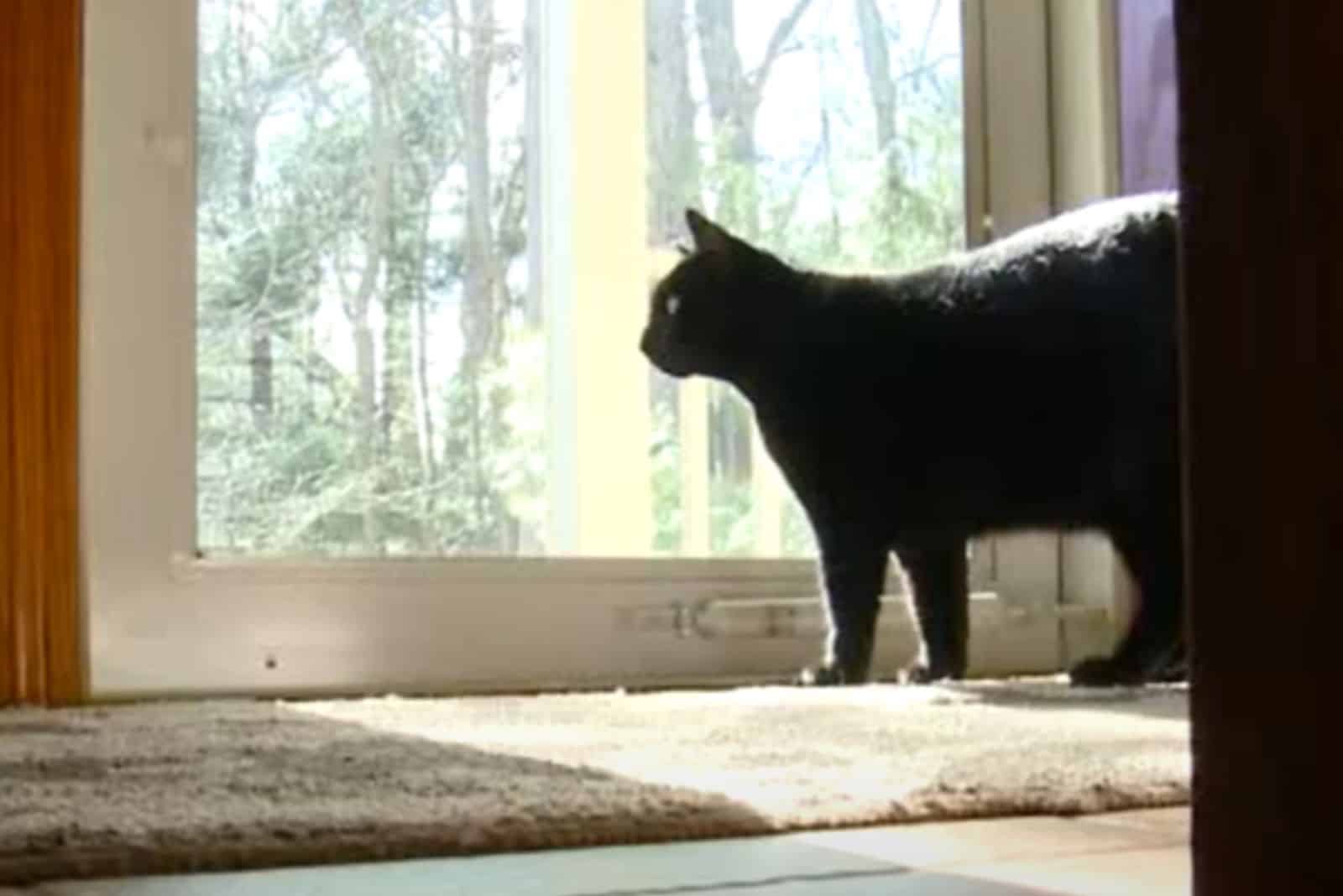 black cat next to the window