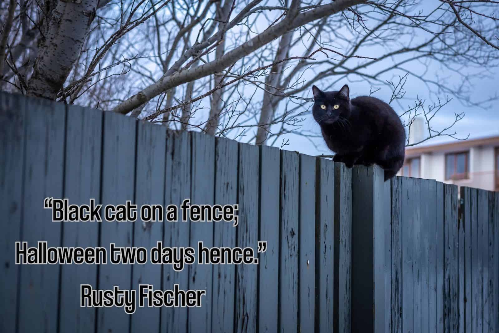 black cat on a fence